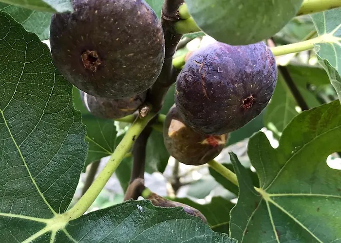 Maison Grossoleil Villa *